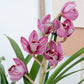 Cymbidium Orchid | Lady