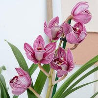 Cymbidium Orchid | Lady