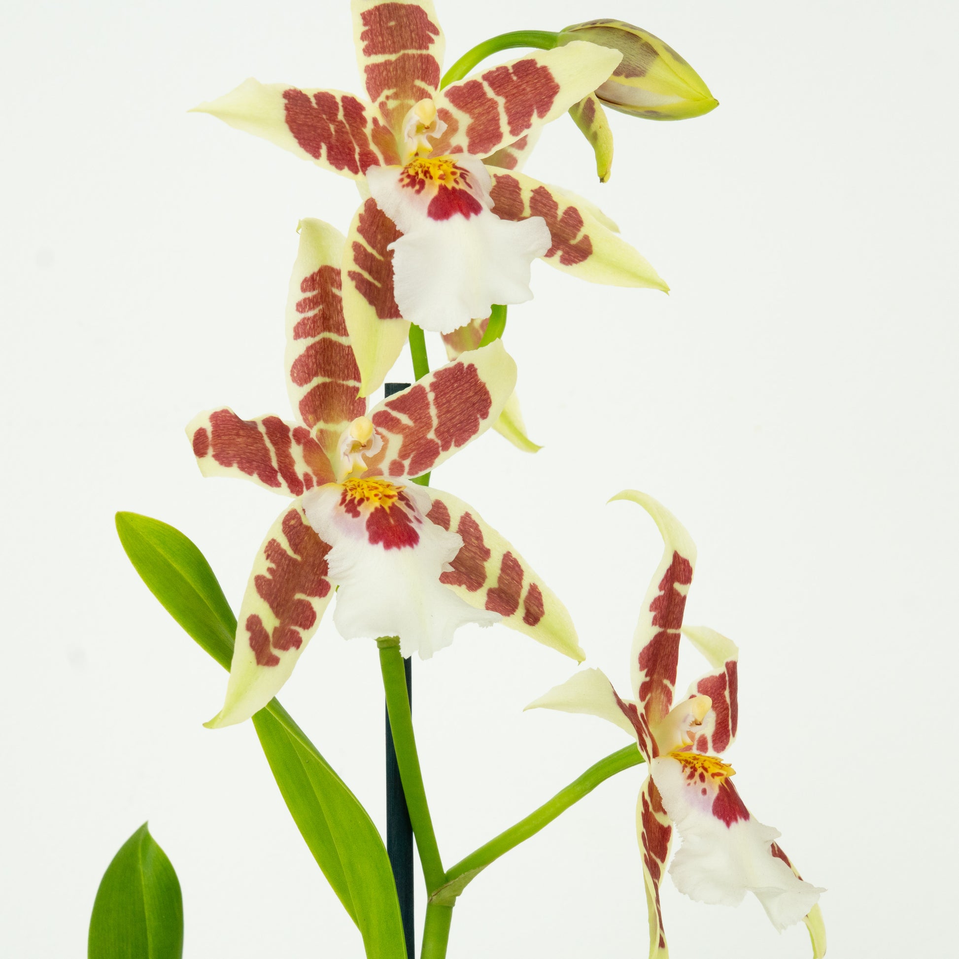 Dancing Ladies Orchid | White Renaissance | Rare Orchid