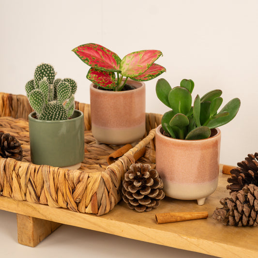 Merry Mini Trio | Plant Bundle | Indoor Plants On Sale