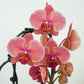 Phalaenopsis Orchid | Narbonne