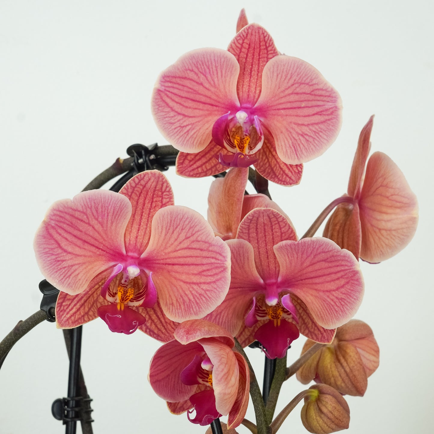 Phalaenopsis Orchid | Narbonne