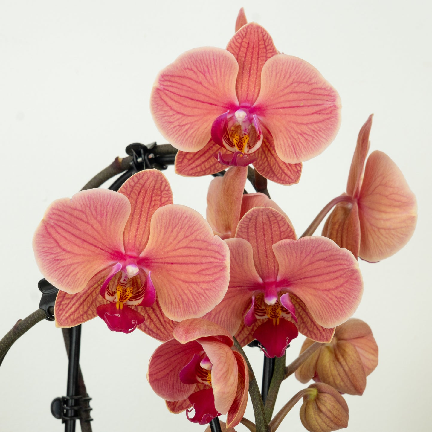 Phalaenopsis Orchid | Narbonne