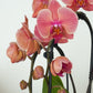 Phalaenopsis Orchid | Narbonne
