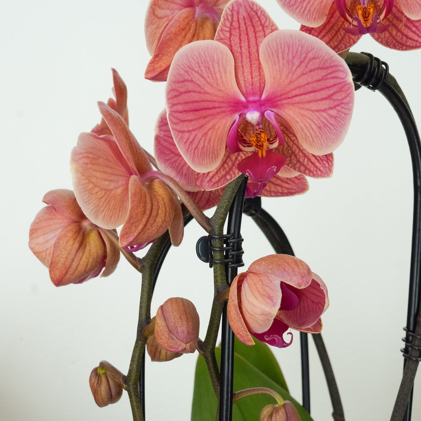 Phalaenopsis Orchid | Narbonne