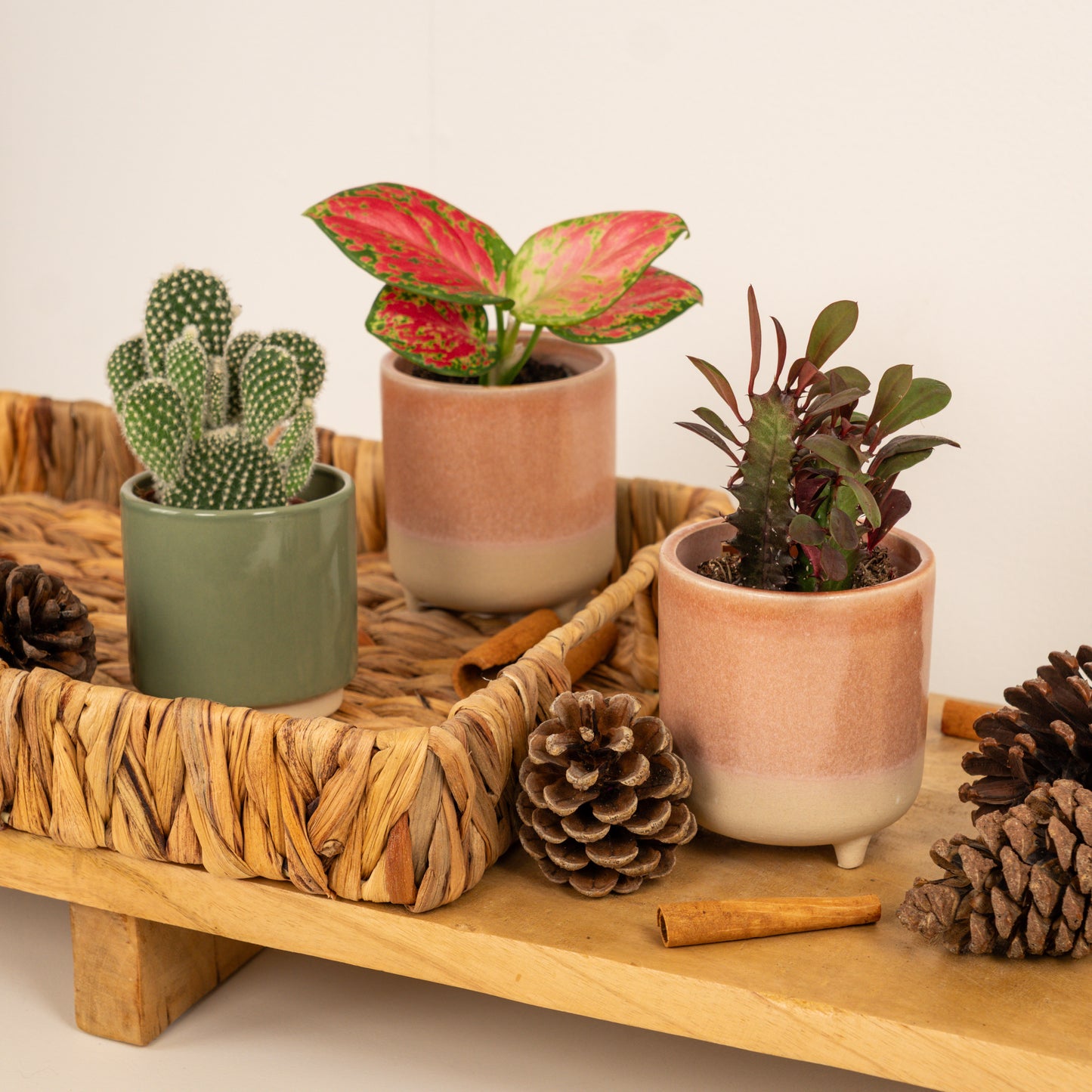 Jolly Holly Tots | Plant Bundle