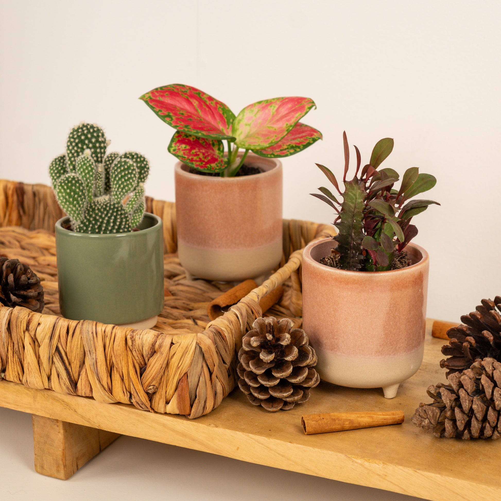 Jolly Holly Tots | Plant Bundle