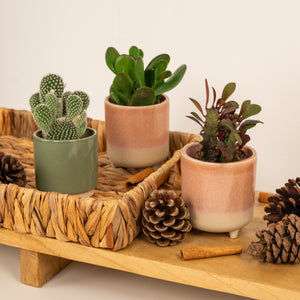 Joyful Gifting Trio | Plant Bundle - Indoor Plant