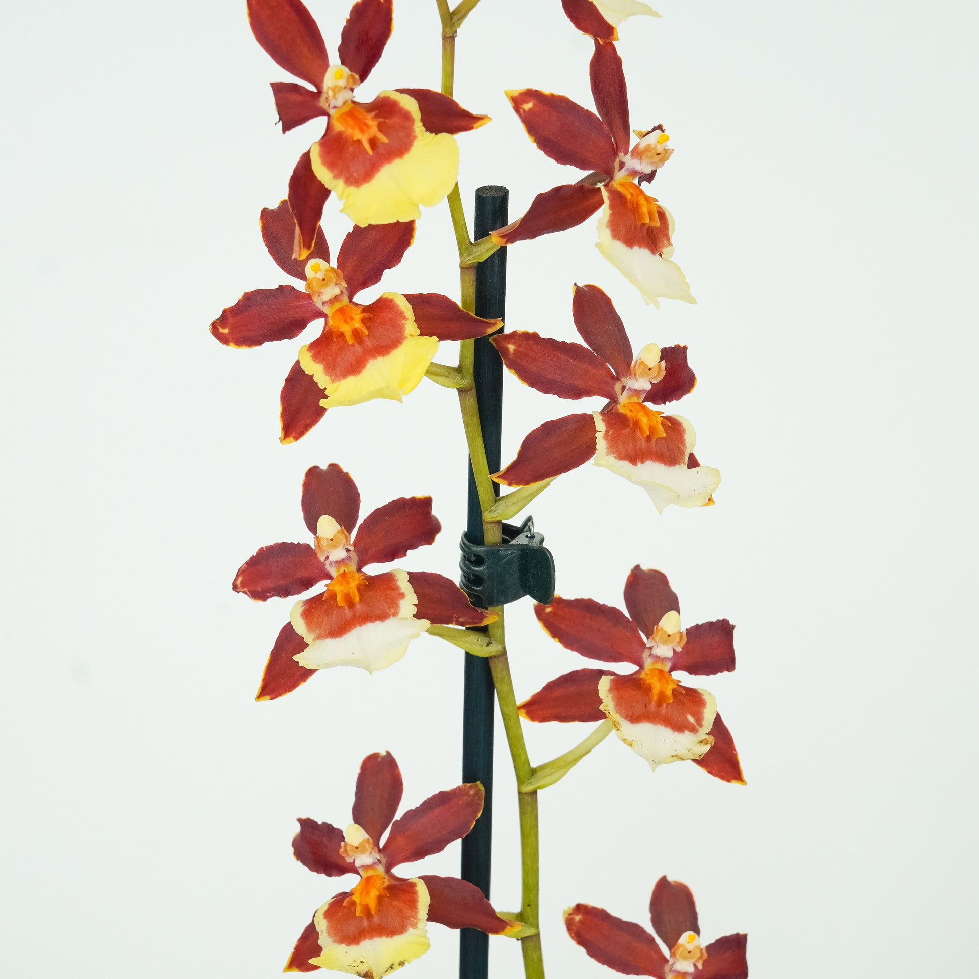 Cambria Orchid | Chocococo