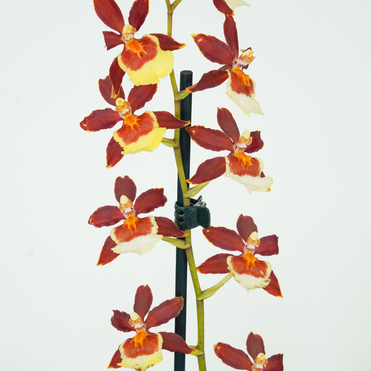Cambria Orchid | Chocococo | Potted Houseplants