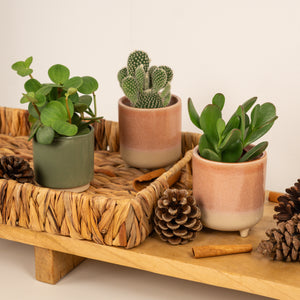 Perfect Little Present | Plant Bundle - Indoor Plant