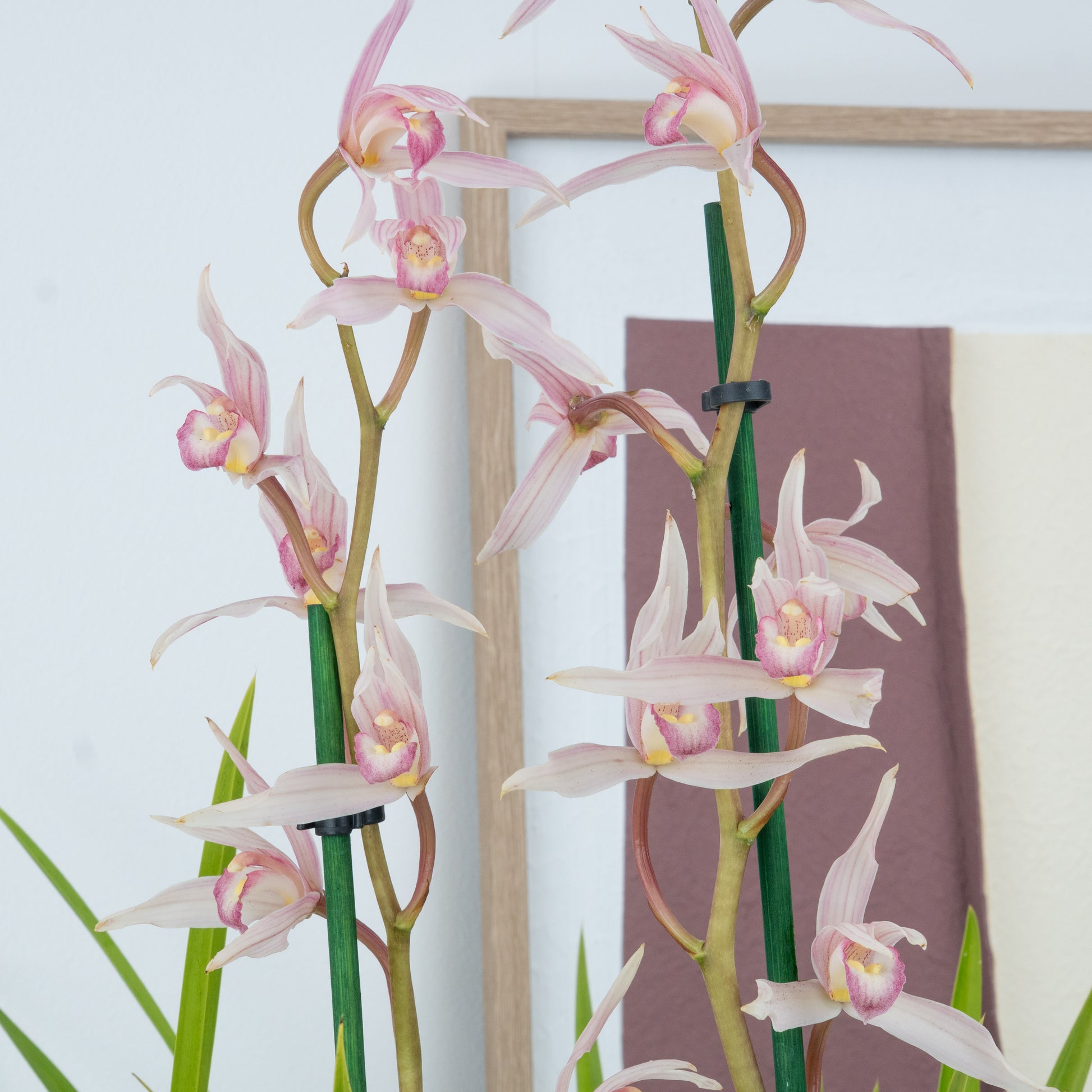 Cymbidium Orchid | Pink Surprise