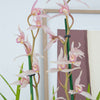 Cymbidium Orchid | Gecko