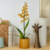 Colmanara Orchid | Burkhard Holm