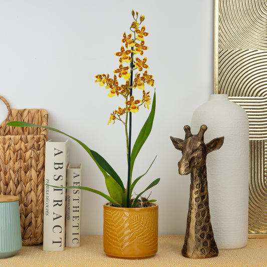 Colmanara Orchid | Burkhard Holm | Perfect Plants for Under £30