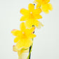 Burrageara Orchid | Nelly Isler Yellow