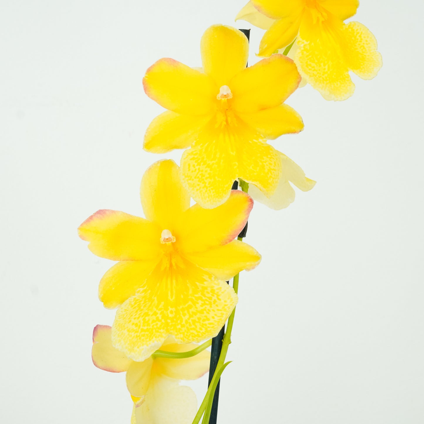 Burrageara Orchid | Nelly Isler Yellow