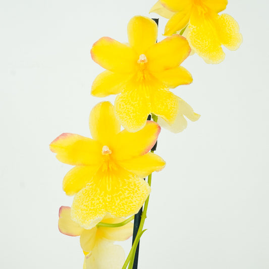 Burrageara Orchid | Nelly Isler Yellow | Potted Houseplants