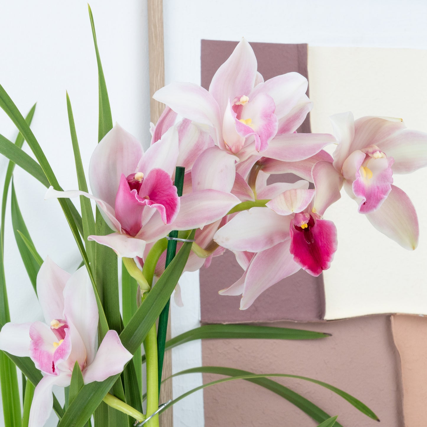 Cymbidium Orchid | Pink Surprise