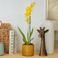 Burrageara Orchid | Nelly Isler Yellow