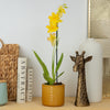 Burrageara Orchid | Nelly Isler Yellow