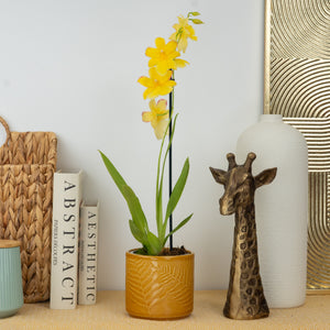 Burrageara Orchid | Nelly Isler Yellow - Indoor Plant