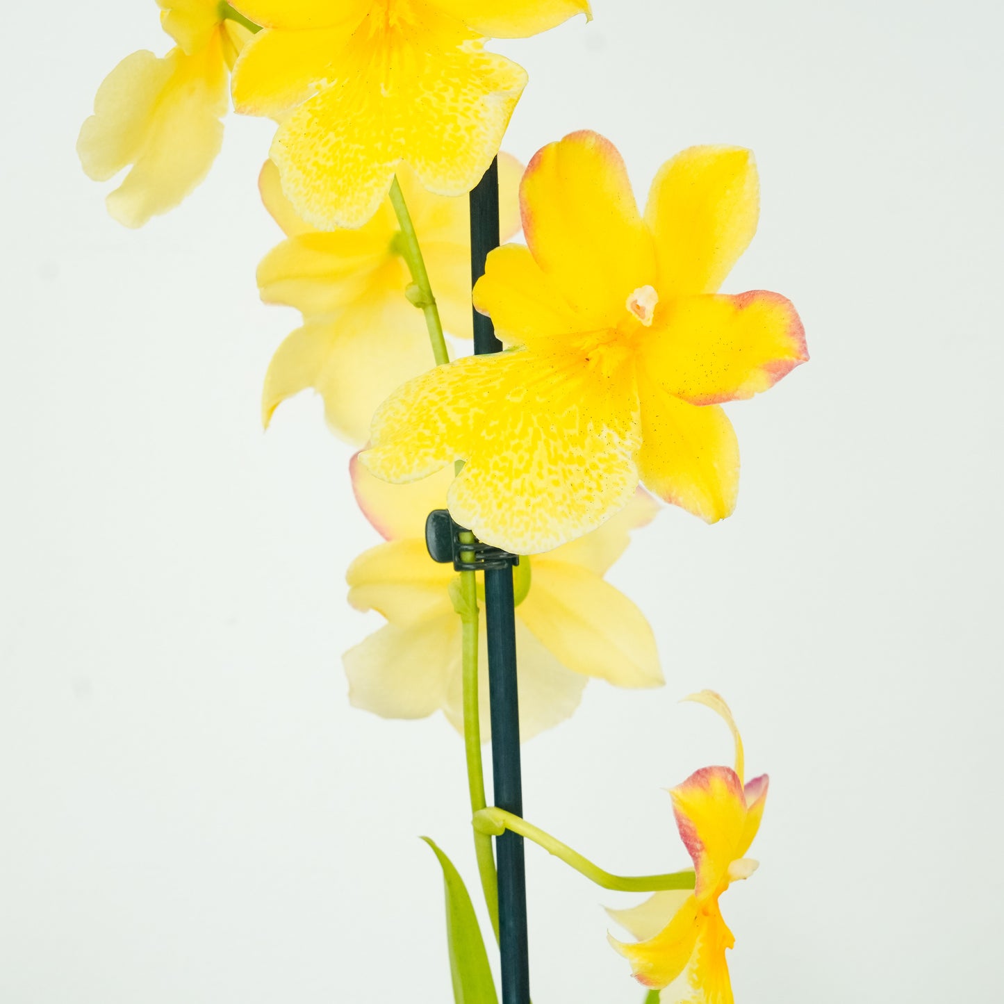 Burrageara Orchid | Nelly Isler Yellow