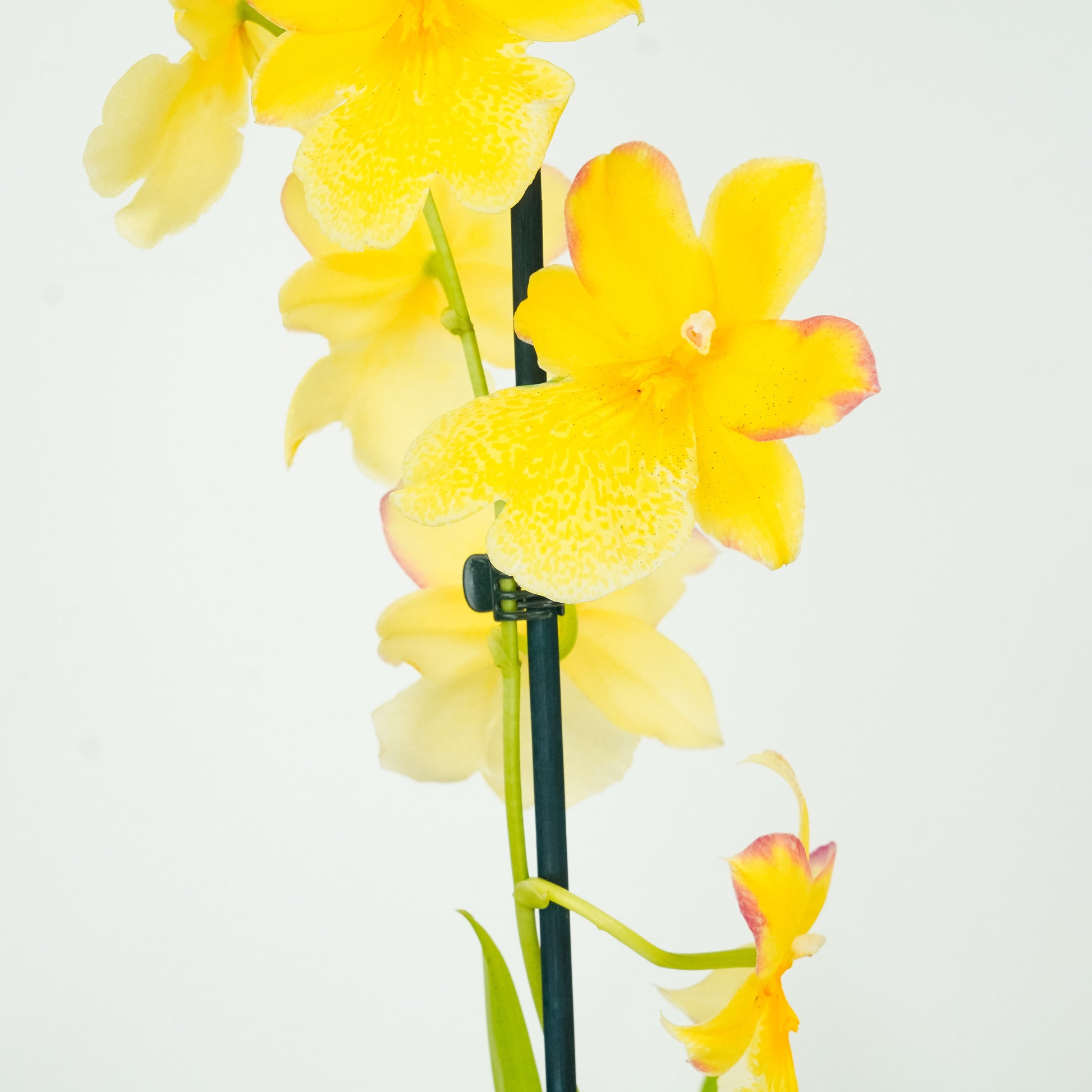 Burrageara Orchid | Nelly Isler Yellow