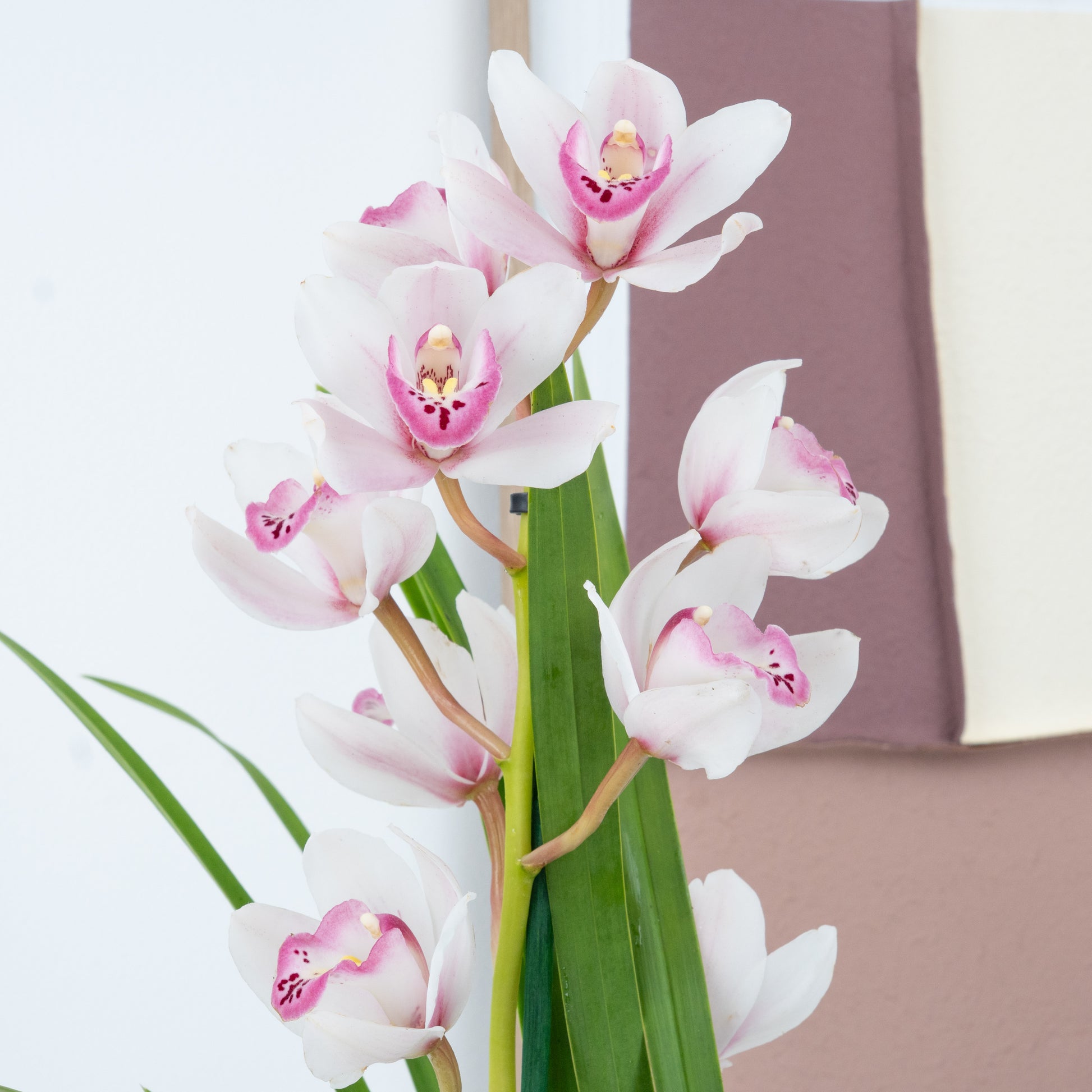 Cymbidium Orchid | Pink Surprise