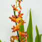 Cambria Orchid | Peru