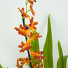 Cambria Orchid | Peru