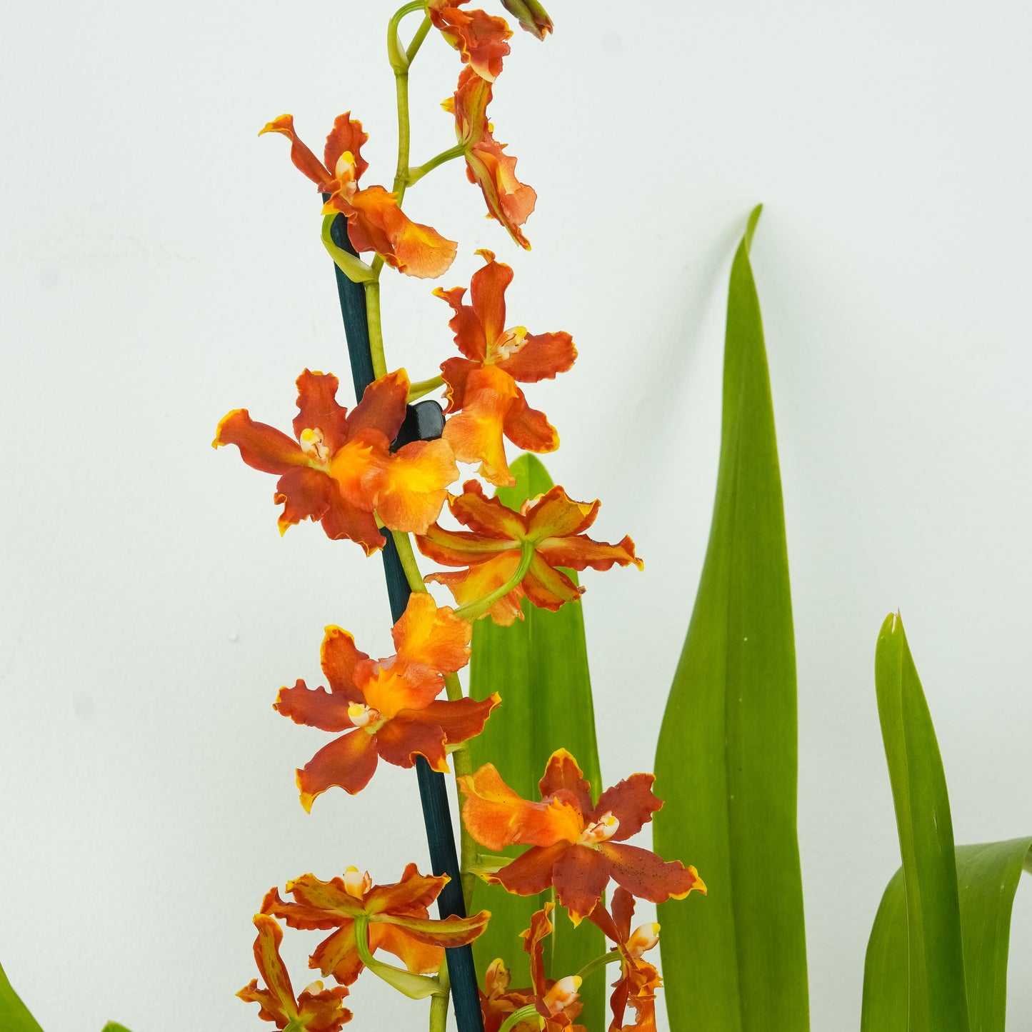 Cambria Orchid | Peru