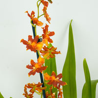Cambria Orchid | Peru