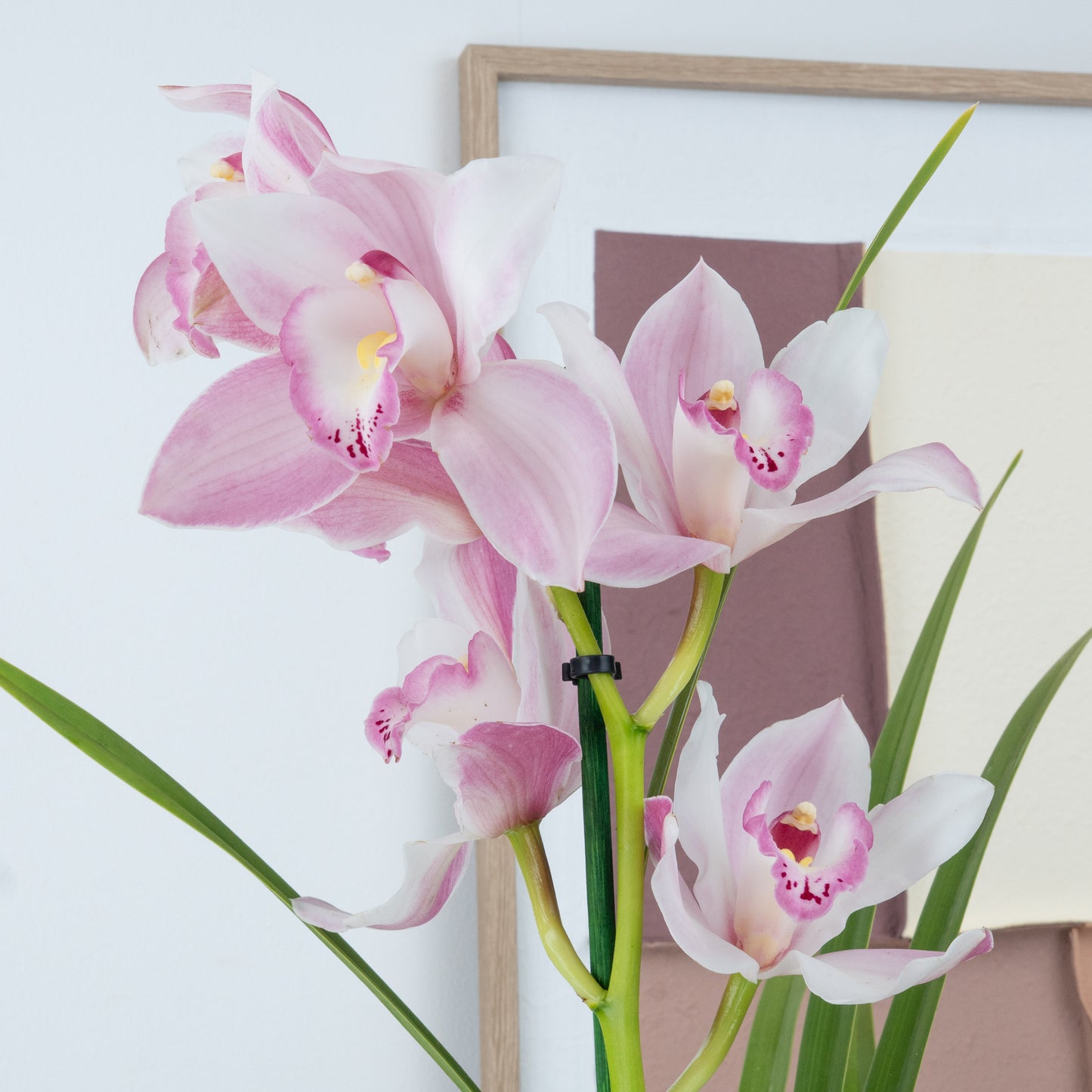 Cymbidium Orchid | Pink Surprise