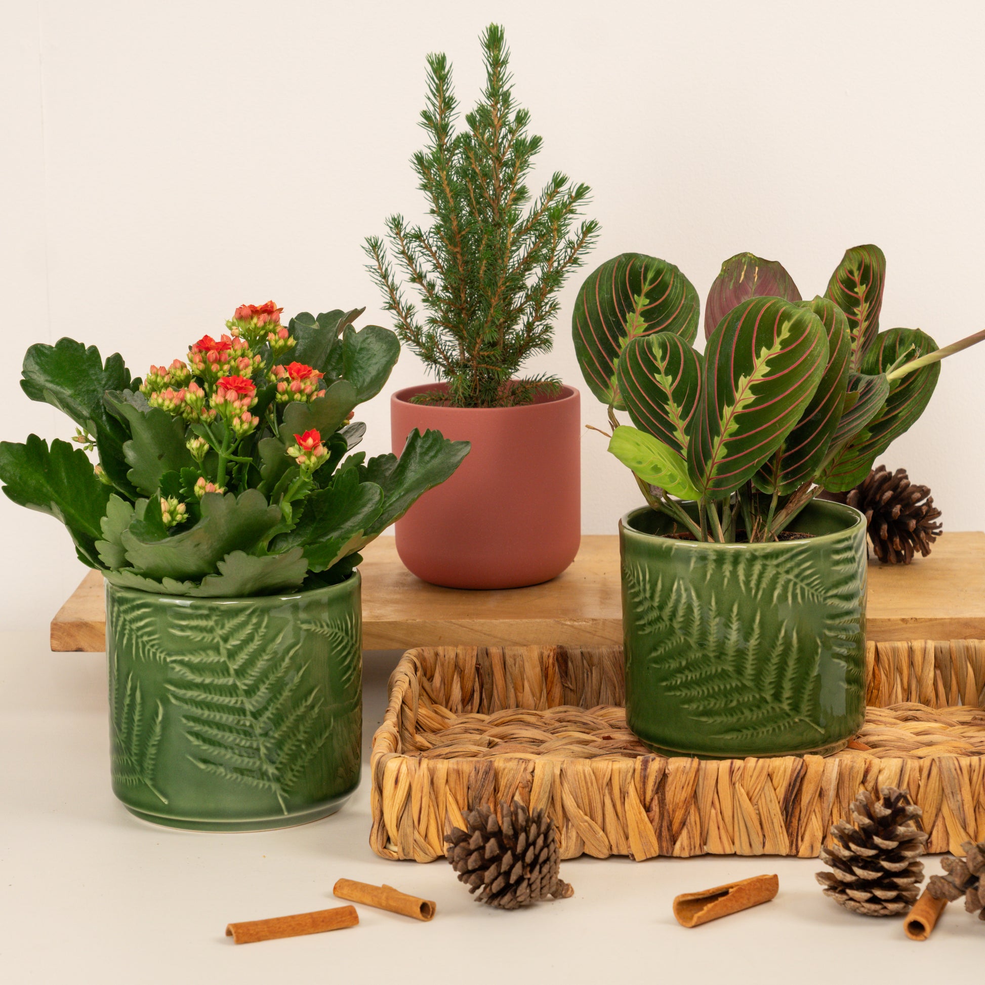All Spruced Up | Plant Bundle
