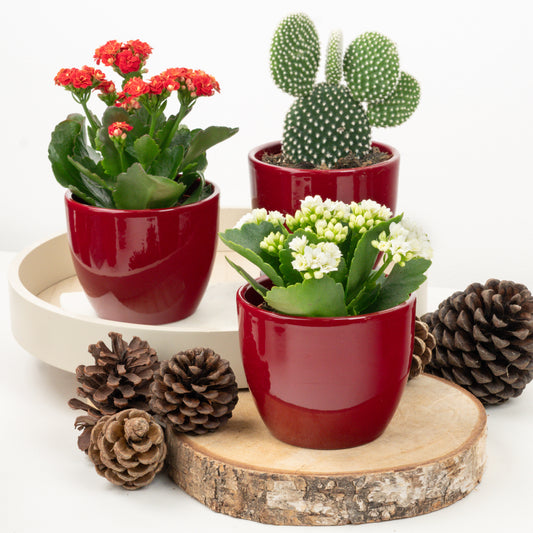 Jingle All The Way | Plant Bundle | Houseplant Bundles