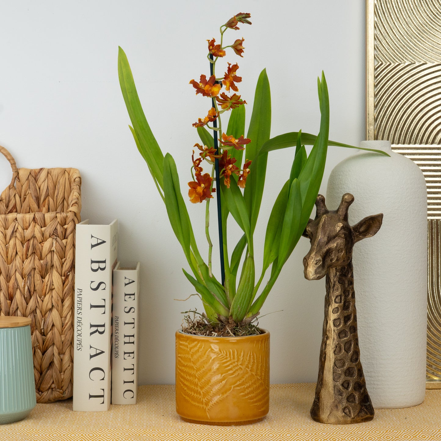 Cambria Orchid | Apricot