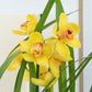 Cymbidium Orchid | Yellow Surprise