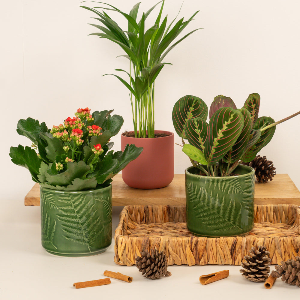 Indoor Leaf Me Smiling | Plant Bundle | 3 X PLANTS | 3 X POTS | Indoor Plant Bundle