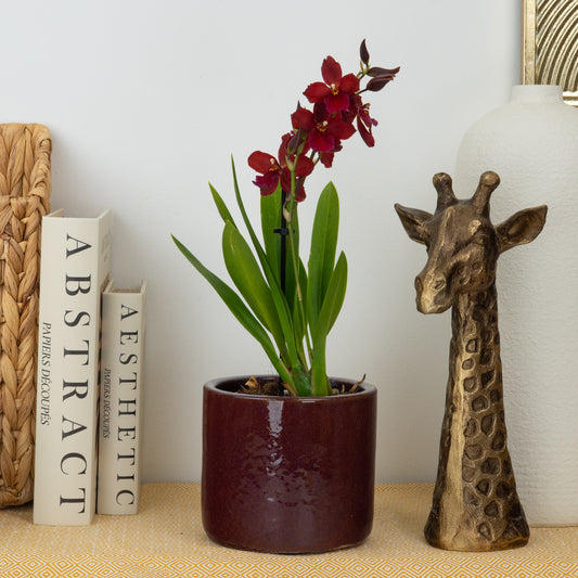 Cambria Orchid | Ruby | Pet Safe Plants