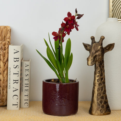 Cambria Orchid | Ruby