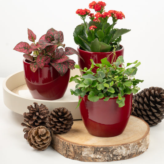 Comfort & Joy | Plant Bundle | Christmas Plants & Gifts