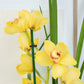 Cymbidium Orchid | Yellow Surprise