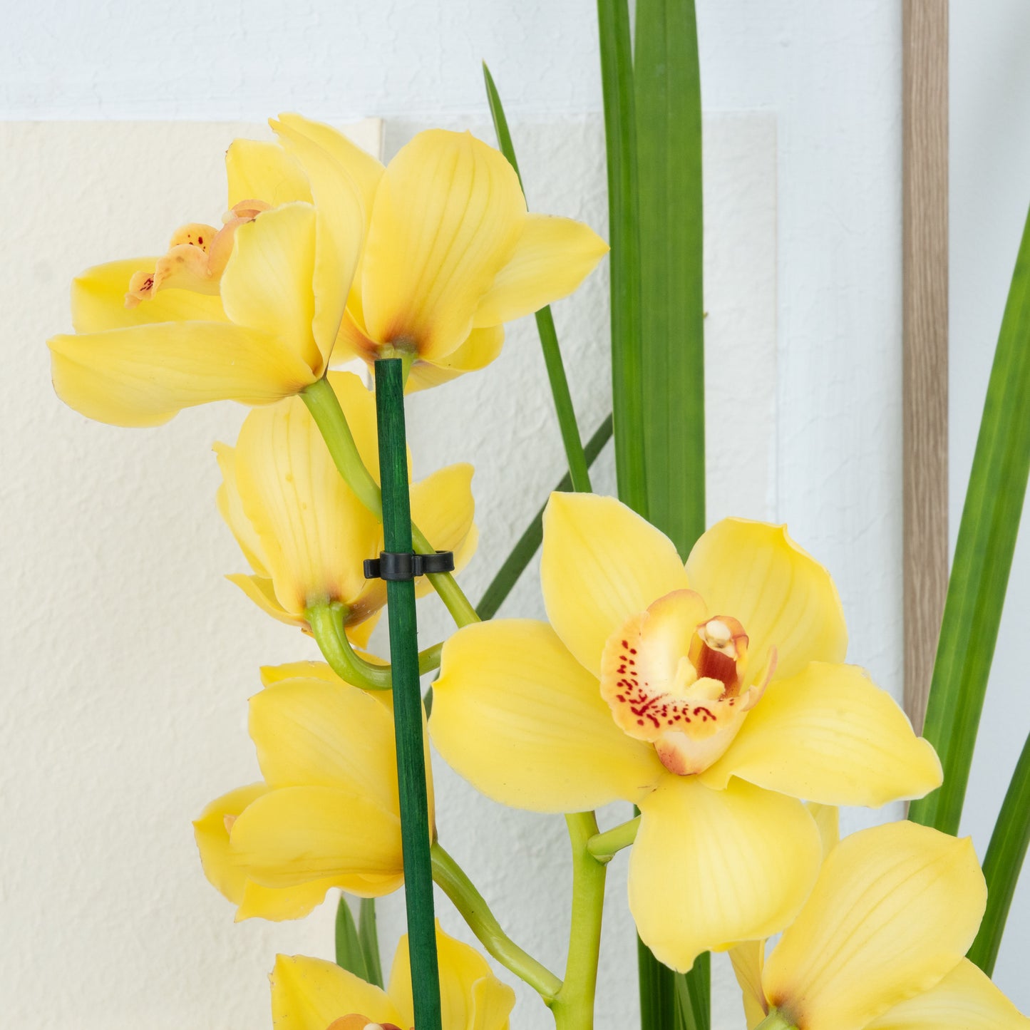 Cymbidium Orchid | Yellow Surprise