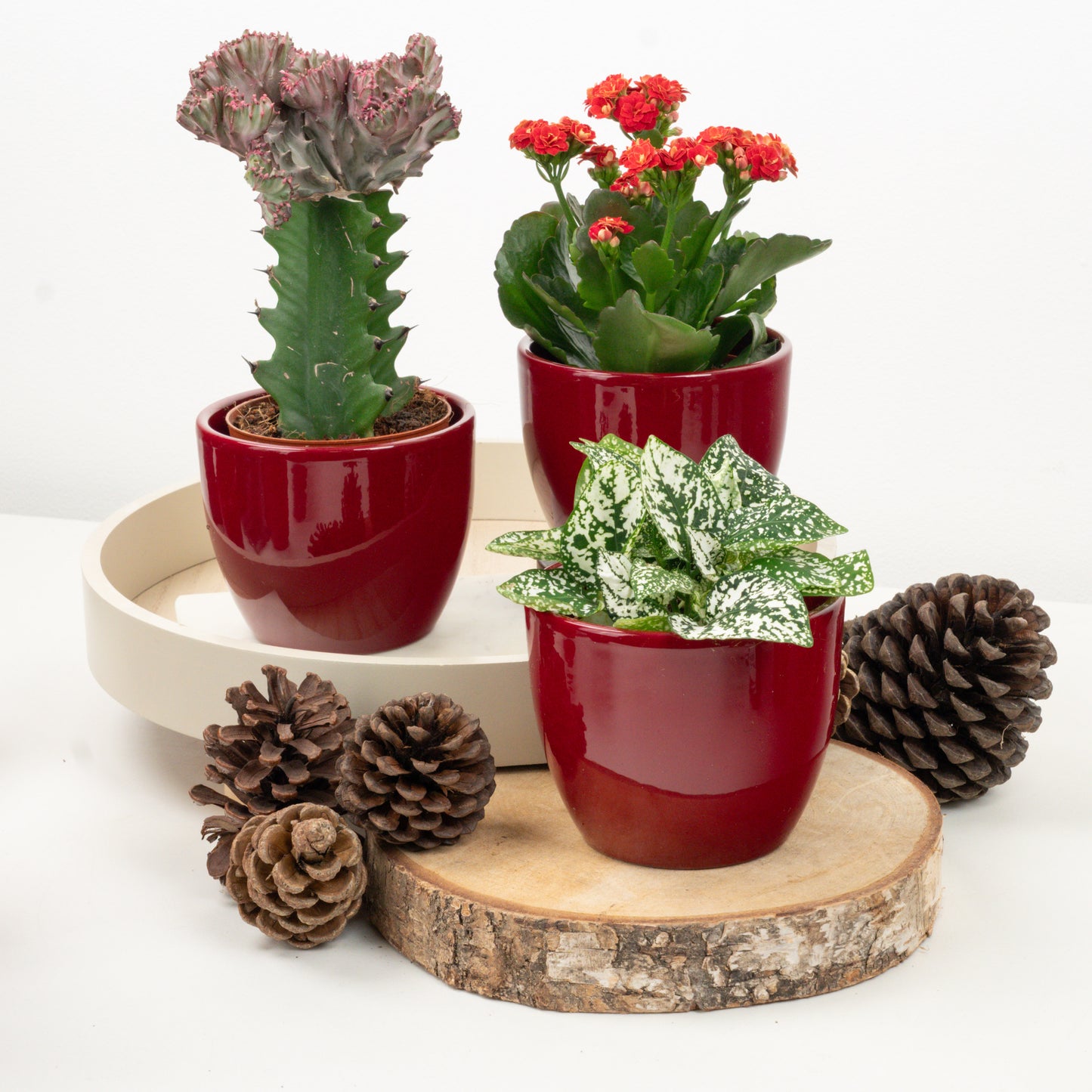 Easy Peasy Holiday Gift | Plant Bundle