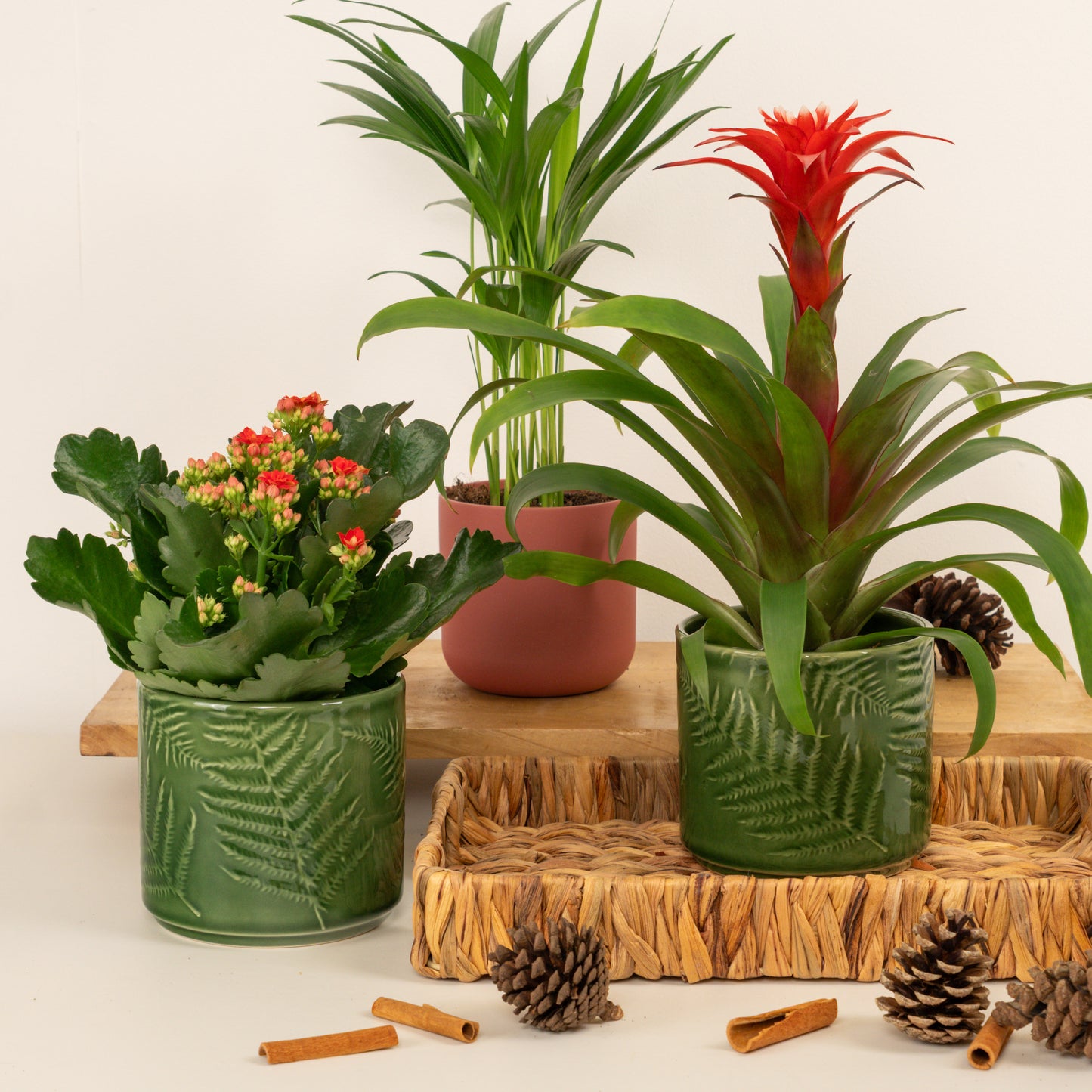 Jungle Joy | Plant Bundle