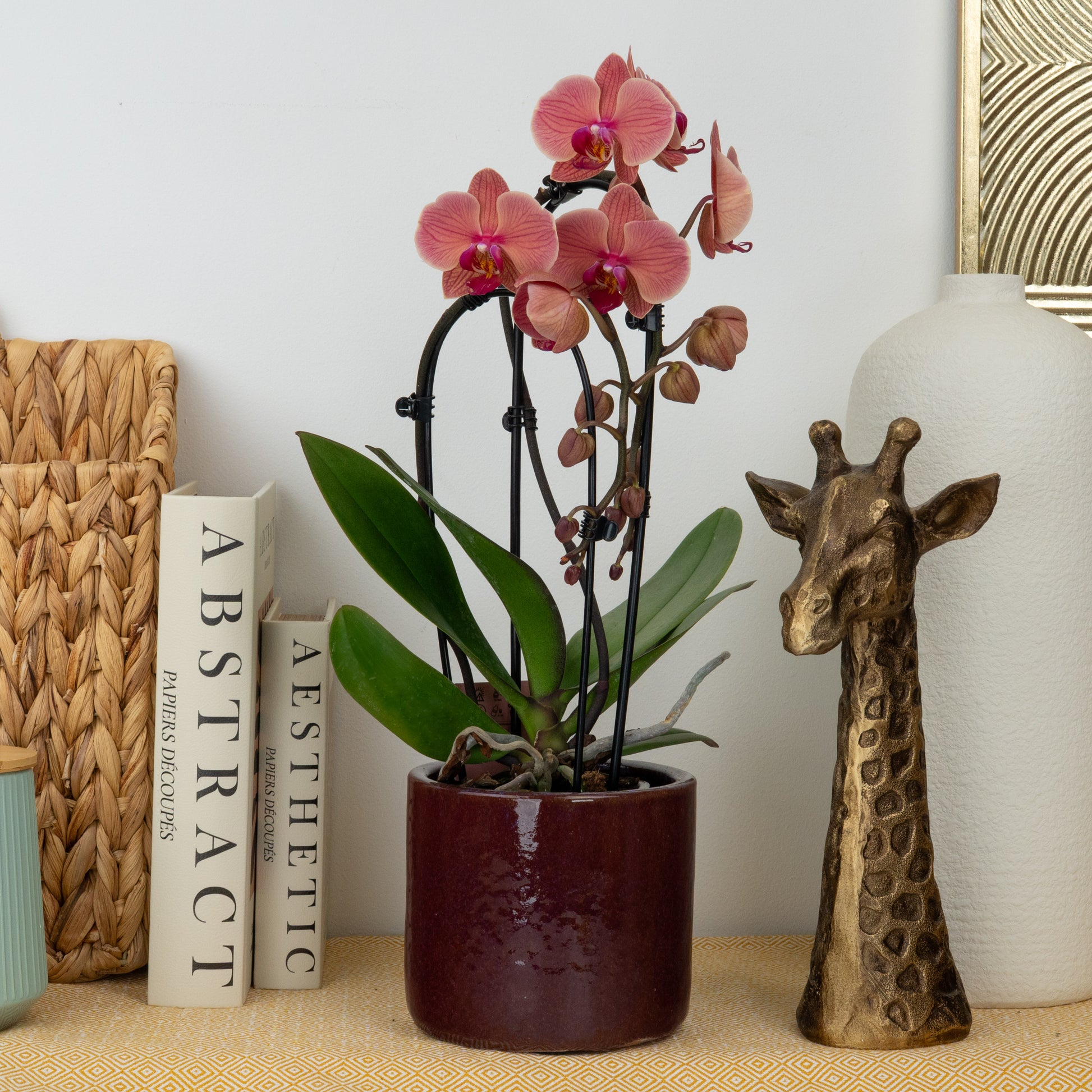 Phalaenopsis Orchid | Narbonne