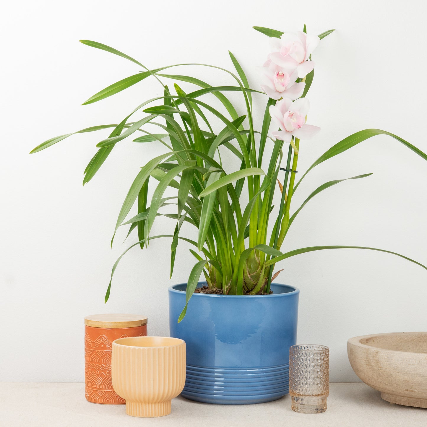 Cymbidium Orchid | Pink Bell