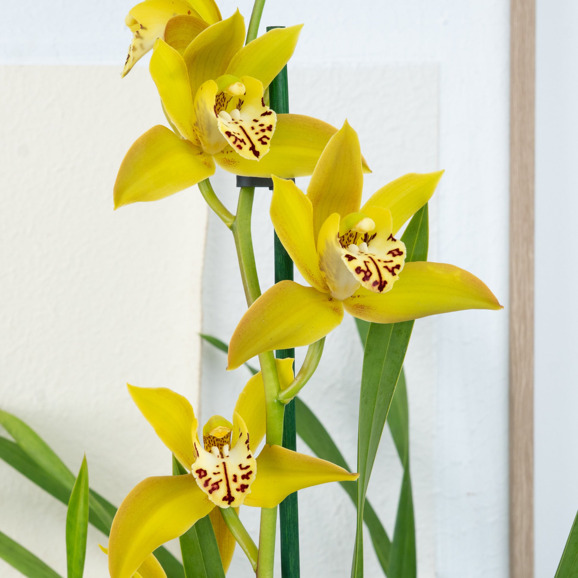 Cymbidium Orchid | Yellow Surprise