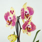 Phalaenopsis Orchid | Artimaster